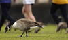 UK govt orders poultry restrictions as avian flu spreads