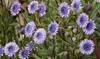 Saudi Arabia fights to revive a vanishing flower