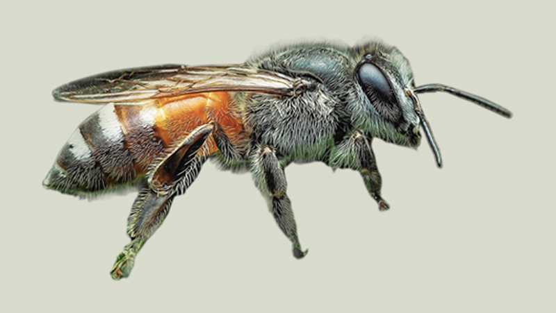 Dwarf honeybee